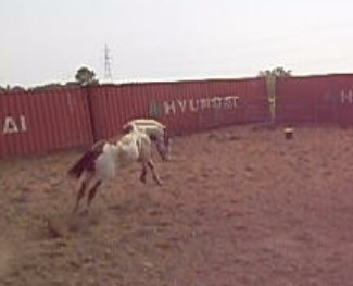 Moi, J'ai toujours préféré les hongres... Moi en tout cas mon cheval c'est bien, BIEN loin d'être une patate !!! Il commence à être plus agité et plus fou là...