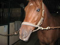 Thoroughbred, Selle Fran&ccedil;ais, Canadien et  Dutch Warm Blood