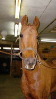 je n'ai pas de cheval... mais je vais prendre mon cheval préféré

fier allure