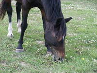 C'est une super id&eacute;e    !!! Je tenvoie une photo de mon Comanche. Merci d'avance.
C'est ton cheval sur la photo ?
