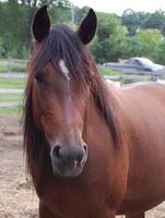 voici ca photo de ma pouliche  joseecraig@sympatico.ca