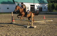 Chasseur / Sauteur    

c'est pas en show mais bon