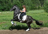 dresssage et dressage de haute &eacute;cole!!!