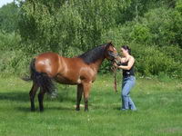 moi ces ma race pr&eacute;f&eacute;r&eacute; et quel qun ma dit que des quater horse ces pas endurant ni fort etc ... en tk que penssez vous de cette folle qui ma dit...