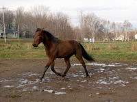 Rubis c`est un Standardbred bai! 
(c`est pas original, je sais...  )
