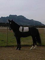 mon cheval est un cam&eacute;l&eacute;on   
 il change de robe comme de saison.  il vire du noir au gris souris cap de maure en passant par le gris fonc&eacute;...