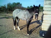 en robe gris souris cap de maure assez clair