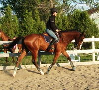 Un thoroughbred cherry bay(bai cerise). C'est comme chesnut fonc&eacute; avec des reflets carr&eacute;ment rouge, et il a la crini&egrave;re et le bas des pattes noir(et...