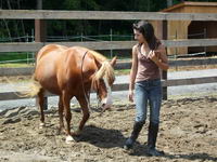 J'ai pas de cheval &agrave; moi, mais une ponette en d-p.
Miss est alezan crin lav&eacute; et c'est un gros mixte poney