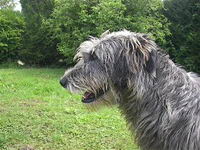 les loups ne sont pas dangereux sauf s'ils sont affamer et qu'ils ont des petits, un loup ne chasse seulement s'ils n'ont rien &agrave; manger dans la...