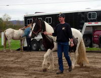Voici une pouliche de 2 ans vec le proprio éleveur de Gipsy.Ce sont sont de p'tits chevaux trapus et poilus, idéal pour la rando et l'attelage.