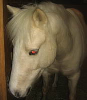 une ponette palomino tr&egrave;s p&acirc;le !