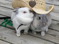 Trop cute ton poney, Rudy ! 
Pour faire changement des chevaux, voici mes lapins ! 
Flocon et Splash sur cette photo et j'en mettrai une de Tourlou...