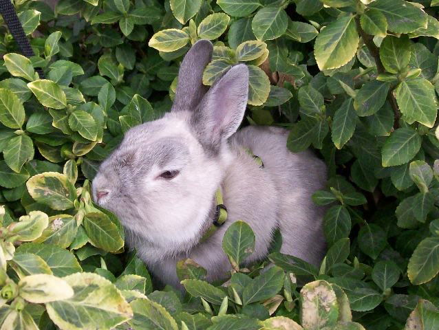Et voici Tourlou !
