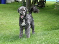 Mon chien Lucky...berger anglais croisé ???
