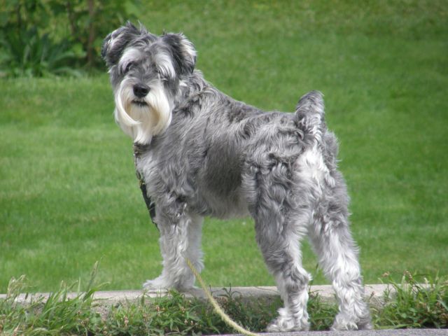 Snoopy...schnauzer nain de 9 ans avant qui devienne diabétique