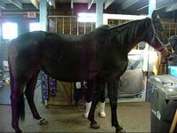 Moii j'aii une jument StandardBred noiire avec une seule petite balzane blanche qui lui monte jusqu'au boulet !!