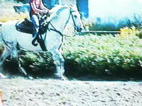 : western :
