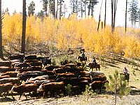 Tu peux aller voir ce site, pour des vacances &agrave; cheval tu peux trouver tout ce que tu recherches.  De la ballade dans le d&eacute;sert au rassemblement de...