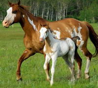 Moi je suis d&eacute;finitivement une vendue des Paint Horse, mais j'aime tout les chevaux!Ils sont si beau!