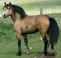 Welsh cob !!