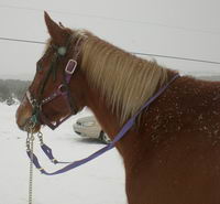 Une Quarter Horse, Alezan crins Lav&eacute;es!!