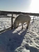 salut ti ponette tu as lair de bcq aimer les poney mais je voulais savoir si tu connaitrais la race de ma demi pension merci