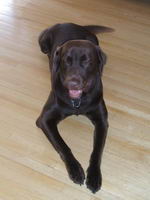 Un beau labrador brun
trop affectueux comme chien