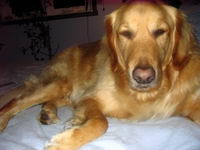 Jai un golden retriever et il a vu des chevaux une fois mais il a &eacute;t&eacute; bien calme..   et dans la vie quotidienne c'est un ange je fais ce que je...