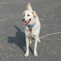 J'ai une labrador crois&eacute; samoy&egrave;de &acirc;g&eacute;e de 7 ans.  Elle fr&eacute;quente tr&egrave;s peu les chevaux, car je ne l'am&egrave;ne presque jamais &agrave; l'&eacute;curie o&ugrave; je suis en...