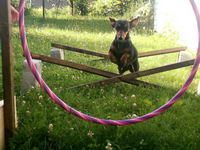 J'ai une teckel (chien saucisse).
Elle aime bien les chevaux.
Et ouii elle courre apr&egrave;s eu, mais on est entrain de l'&eacute;duquer &agrave; ne pas faire...