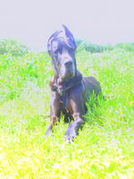 voici choppers 4 ans et il continue a grandir cette race grandit jusqua 5 ans alors tant fait pas...