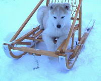 moi jai trois husky (sib&eacute;rien et esquimau)
je fais du traineau avec eux il sont vraiment bon.