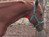 oK PARCE que mon cheval de barils en a une depusi 3 jour petite pas plus grosse que mes doight elle a cr&eacute;ver hier elle est a un drole dendroit et je...