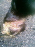 J'ai le mm probleme en ce momen mon cheval c entailler le paturon mechament, et malgr&eacute; des soins repeter ca ne cicatrisai pas le morceau ne voulai...