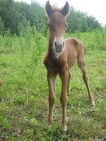 Moi non plus il n'est pas à moi et je ne sais plus où il est mais il était vrm gentil. Il se nommait Delfino et était un petit poney small. à 6 mois...