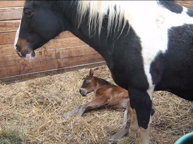 Ha ha oui sa paraît =p  Il est mignon. 
Moi j'ai une photo de la pouliche qui est née cette semaine à l'écurie. Elle avait 2 ou 3 jours je crois... :-) La...