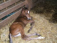 ma pouliche Nikita Blue Chip...