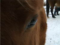 Bon je commence je poss&egrave;de un magnifique petit canadien de 1 ans je suis totalement vendu au cheval canadien j'ador cette race pour leur conformation...