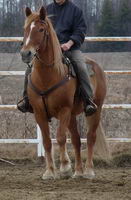 Mon chum en a un! Il est d&eacute;butant et voulait un cheval avec de l'exp&eacute;rience. Alors il a achet&eacute; un retrait&eacute; de la cavalerie de Montr&eacute;al (les policiers...