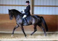 bien moi je suis tann&eacute; que les gens se buck a dire que les stan peuvent pas etre aussi bon que els TB ou un QH je regarde les autre chevaux et je...