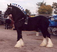 Je dirai que cest un Shire. 
Si dessous, House Major, Shire et pere de mon cheval