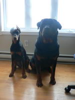 Moi j'ai deux chien:
Shadow: Un rottweiler de 3 ans . Un vrai amour on fait n'importe quoi avec!
Darko: Un dobermann king de 6 mois. Il a pas plus...