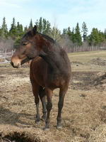 Salut!
J'ai um poulain de 3 ans au d&eacute;bourrage . Son nom c'est The expressive Black Jack mais on racoursie a Jack.
Il est bai fonc&eacute; et il est de...