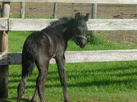 moi j'en est pas pour l'instant mais une pouliche de mon ecurie

elle s'appelle plaissance QH X Appaloosa canadien