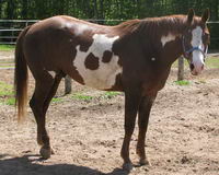 Mon nouveau cheval est un Paint Overo de 15,3 mains, pesant 1300 lbs. Il y a beaucoup de travail &agrave; faire avec lui pour le rendre plus souple afin de...