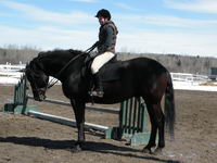 Mon p&egrave;re a un Trakhener x Percheron, c'est un gros toutou aussi. J'ai vu des croisements qui tenaient plus du cheval de trait ou du TB...mais j'ai vu...