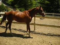 YOUNICK
sexe: hongre
couleur: alezan
grandeur: 15m
discipline: western-rando depuis 2 mois seulement (ex jumper)
race: Arabe X (je soupçonne un...