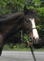 Mon cheval est un thoroughbred de 8 ans. Il n'a pas encore de nom hihi je travail sur &ccedil;a ! Il est bai assez fonc&eacute; et surtout tr&egrave;s grand..il mesure 17...