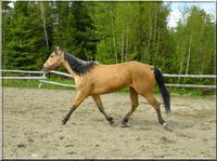 Ma jument est buckskin, par contre elle est pommel&eacute; l'hiver ;)